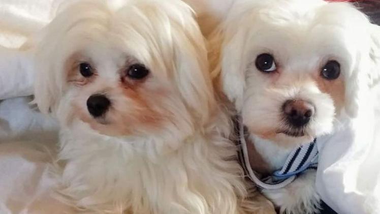 I due cagnolini di razza Maltese aggrediti giovedì sera a Nogara  dal feroce Pittbull DIENNEFOTO