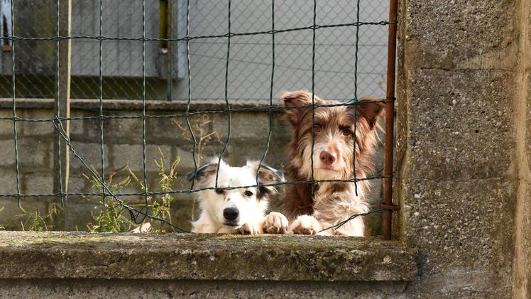 I due cani abbandonati in via Porto a San Giovanni Lupatoto