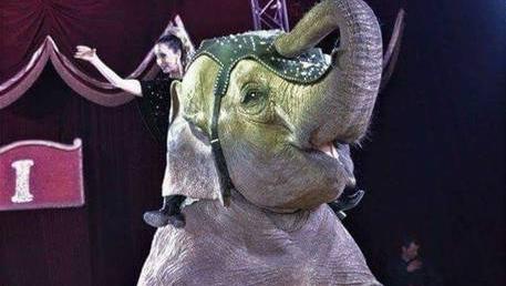 L'elefantessa Andra del Circo Rolando Orfei