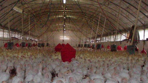 Si teme la diffusione dell’aviaria negli allevamenti dell’Est veronese