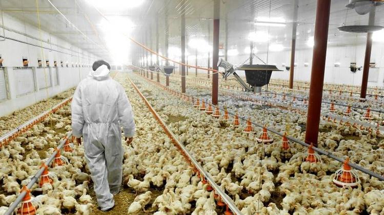 Continuano i controlli dei veterinari negli allevamenti della nostra provincia per combattere l’influenza aviaria