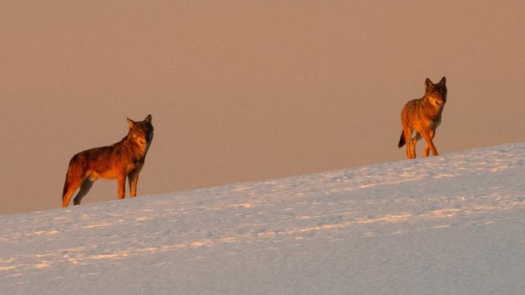 Ancora polemiche sulla gestione dei lupi sulle nostra montagna