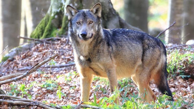 Una femmina  di lupo fotografata da Luca Signori in Lessinia qualche tempo fa