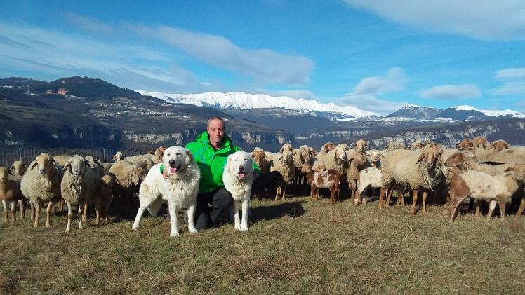 Marco Beccherle con i due pastori maremmani e il suo gregge
