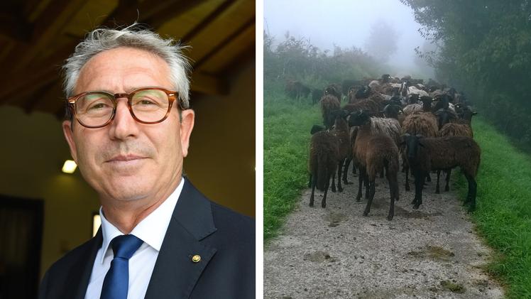 Il sindaco Puliafito e un gregge di pecore in transito in riva all’Adige
