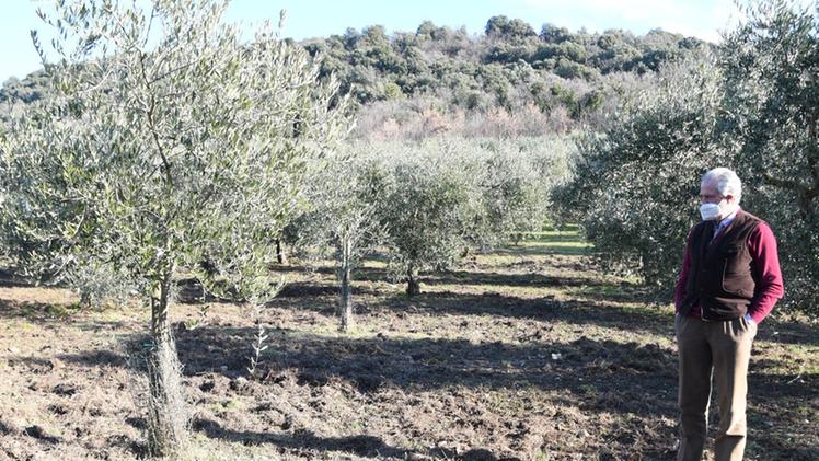 Guidalberto di Canossa nel suo oliveto «arato» dai cinghiali
