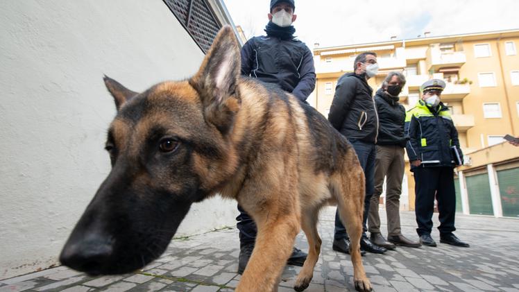 Axel, il cane antidroga della polizia locale