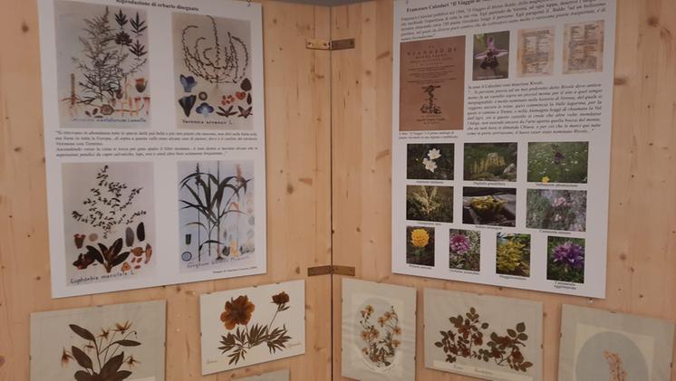 Un pannello della mostra sul botanico Calzolari a Rivoli (foto Madinelli)