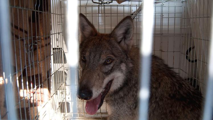 Un lupo salvato e messo in una gabbia prima di essere liberato