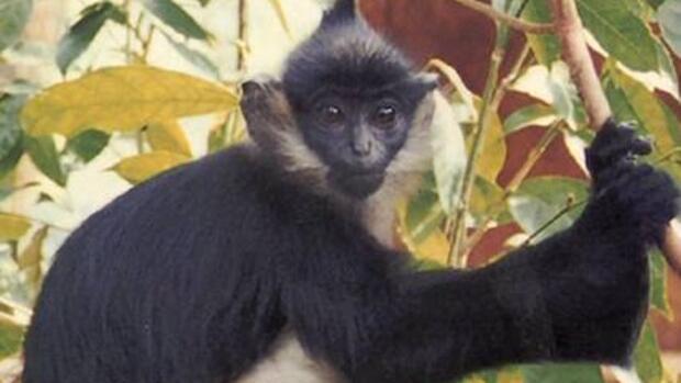 Identificato primo caso vaiolo delle scimmie in Italia