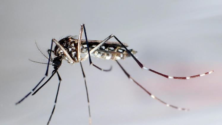 Il virus è trasmesso dalla puntura di zanzare infette