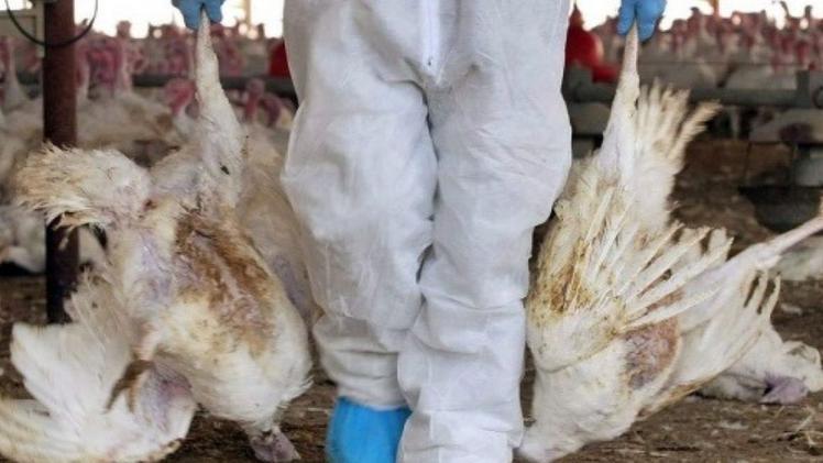 Gravi danni al settore dell’avicoltura per l’influenza aviaria