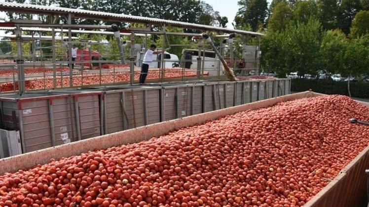 Agroalimentare Pomodori destinati alla trasformazione industriale