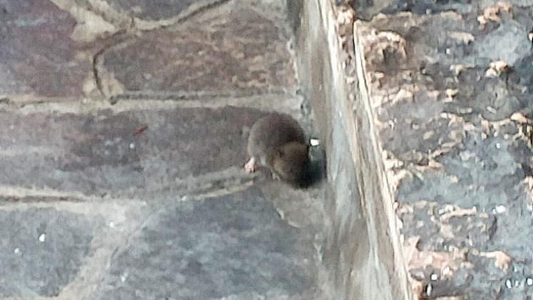 Un topo fotografato in piazza della Costituzione in pieno giorno da un residente