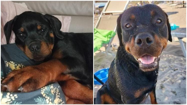 Le due giovani Rottweiler scomparse