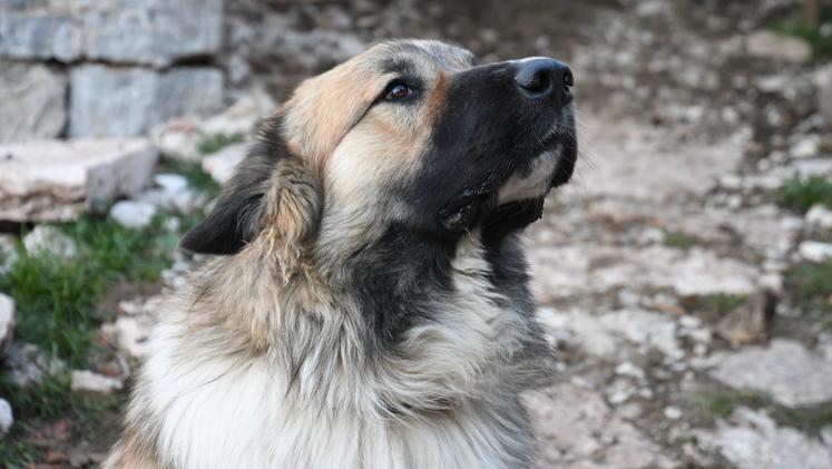 Gazunt, cane pastore diventato superstar dei pascoli e dei social