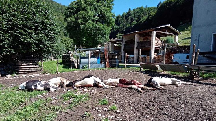 Animali morti per un attacco di lupi in contrada Cenise di Sotto, in Lessinia