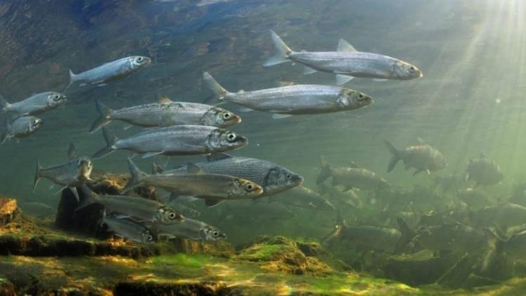 Crisi climatica. Il patrimonio ittico a rischio: i pescatori chiedono di posticipare il fermo pesca per salvare milioni di uova del «Coregone»