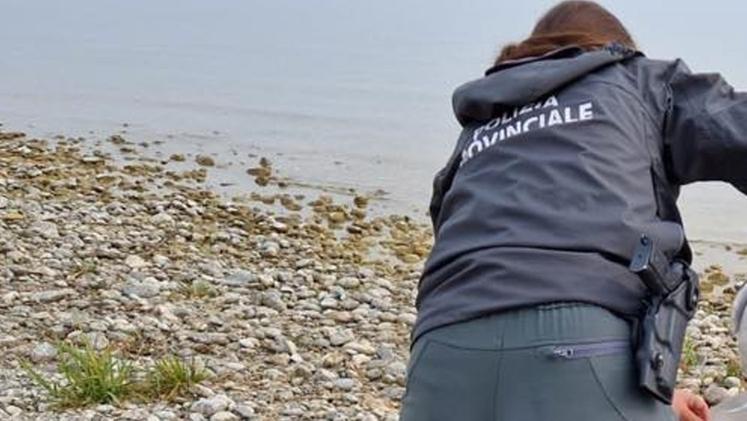 Un gabbiano morto sul lago: decine i casi accertati di aviariaUn agente di polizia municipale raccoglie carcasse di volatili morti nel Basso Garda