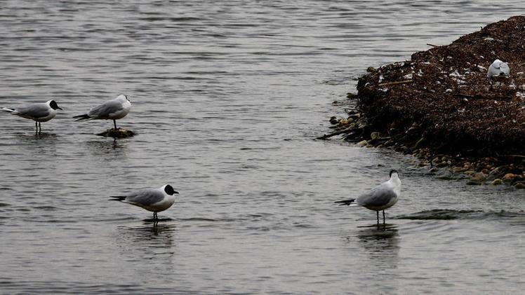 Gabbiani sulle sponde del Garda: l’emergenza relativa all’aviaria sembra ormai in via di contenimento